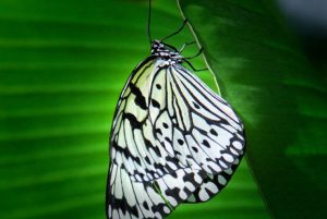 Botanika-Nachts-im-Tropenhaus