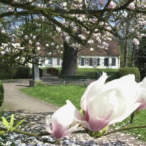 Blick in den Riensbergpark. Im Vordergrund sind blühende Magnolien zu sehen. Im Hintergrund sieht man Haus Riensberg.